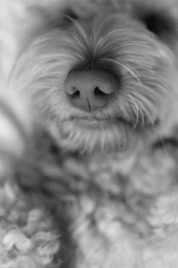 dogs at in home sessions